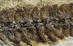 Dolomythos