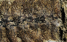 Dolomythos