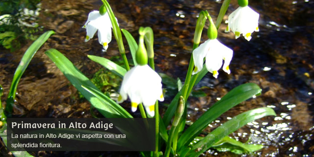 Alto Adige