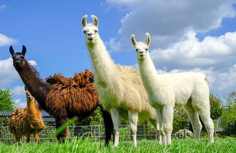 Lama & Alpakatrekking