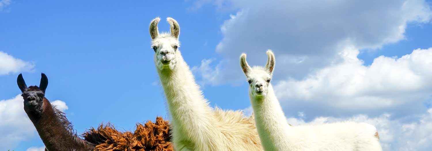 Lama & Alpakatrekking