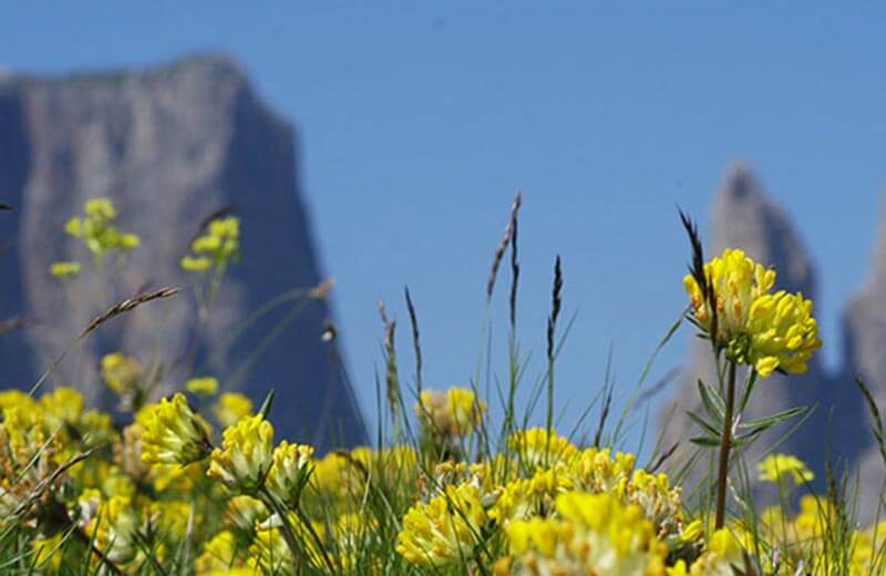 Wanderung übers Tierser Alpl zum Schlern