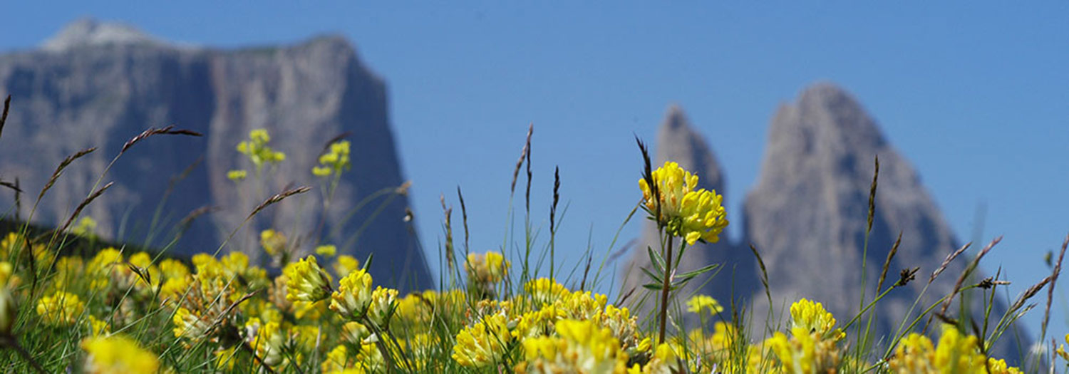 Wanderung übers Tierser Alpl zum Schlern