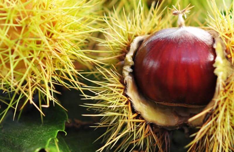 Villanderer Törggelesteig