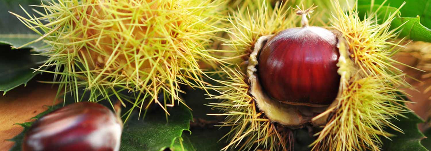 Villanderer Törggelesteig