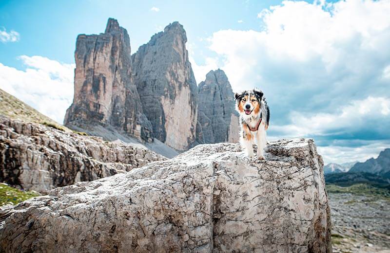 Ferienwohnungen mit Hund