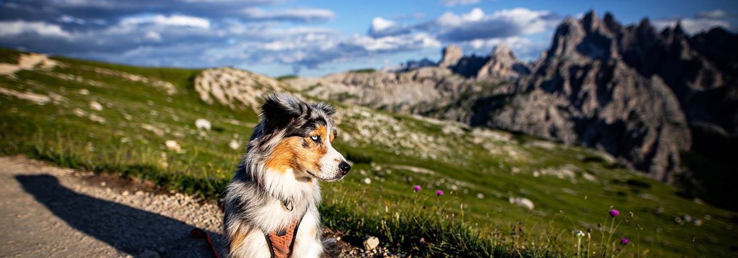 Checkliste für den Urlaub mit Hund