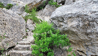 Labyrinth Steig Latemar