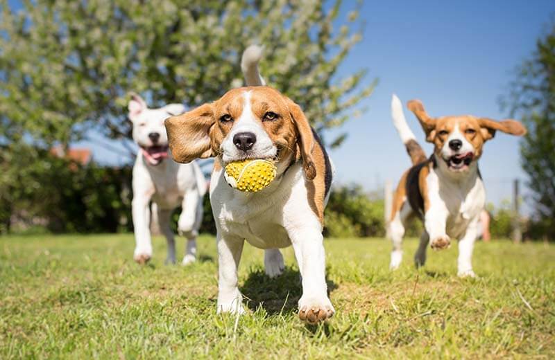 Tier- und Hundepension