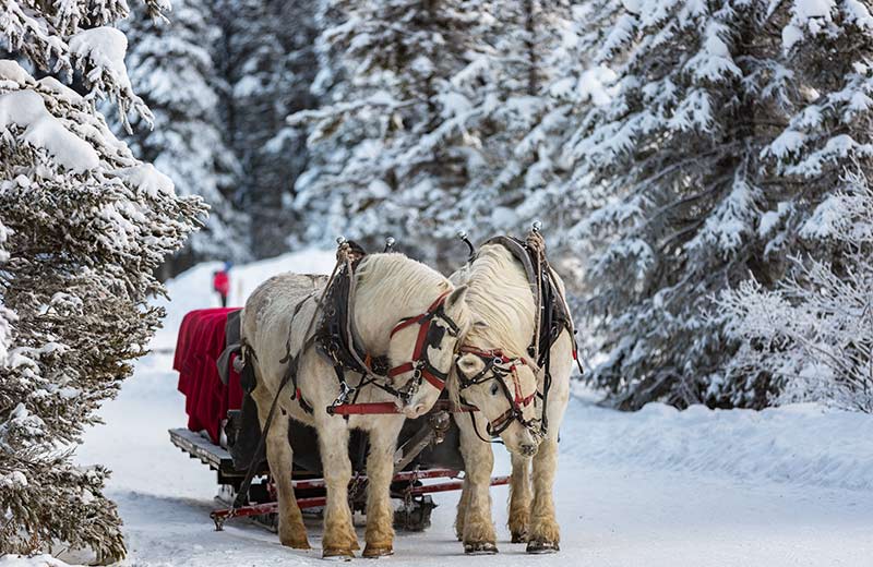 Gita in slitta trainata dai cavalli