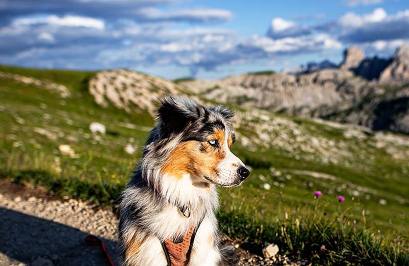 Check-list per una vacanza con cane