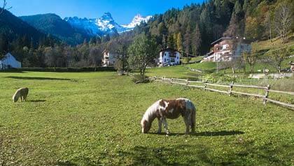 val di zoldo animali