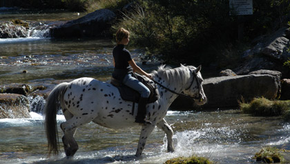 cavallo aqua