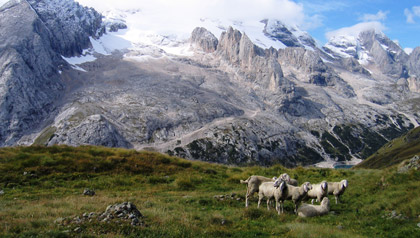 pecore marmolada
