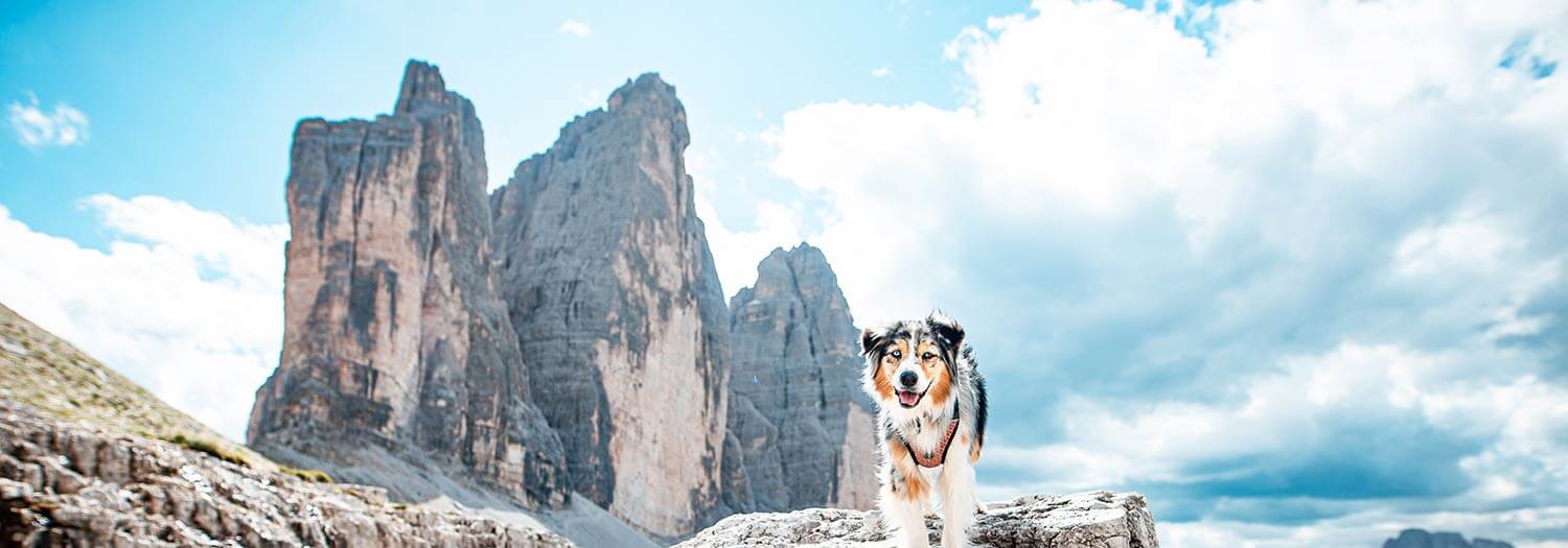Vacanze con il cane in appartamento