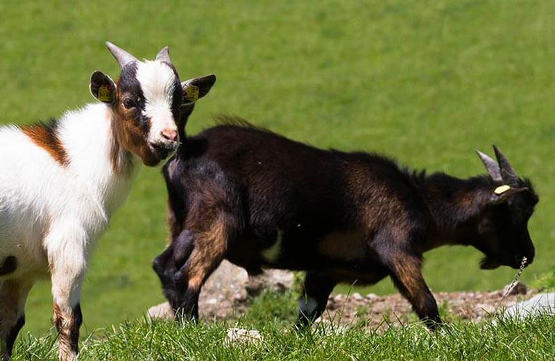 Parco faunistico di Dobbiaco