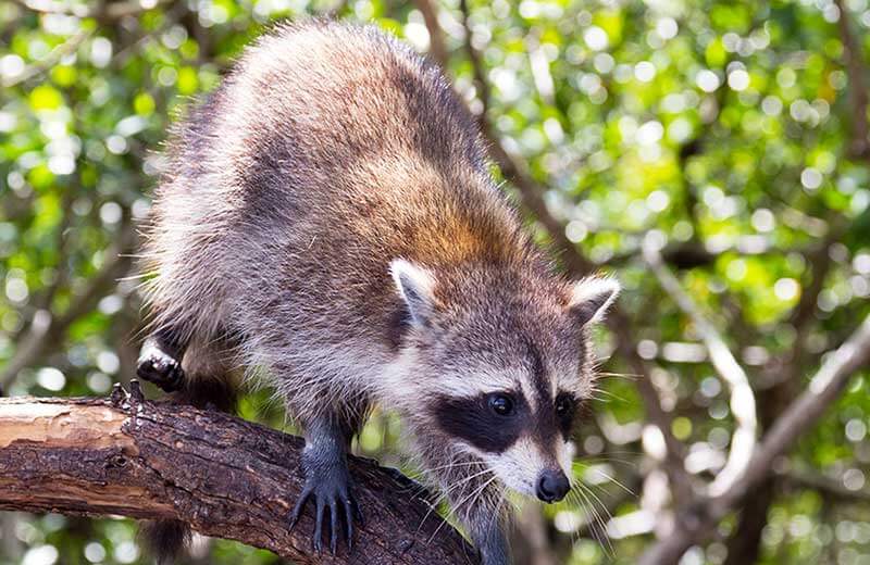 Parco faunistico di Assling