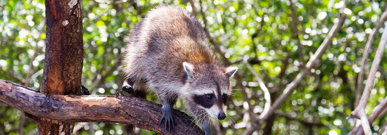 Parco faunistico di Assling