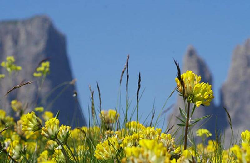 Escursione sull'Alpe di Tires fino allo Sciliar
