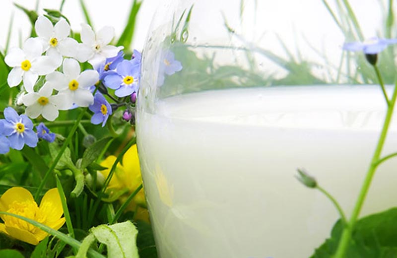 Sentiero tematico Miglio del latte di Sesto
