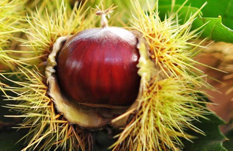 Törggelesteig a Villandro