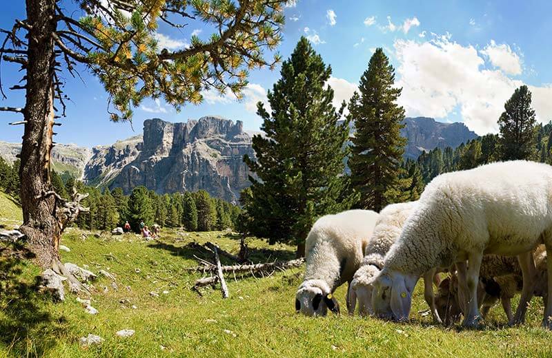 Comportamento con gli animali al pascolo