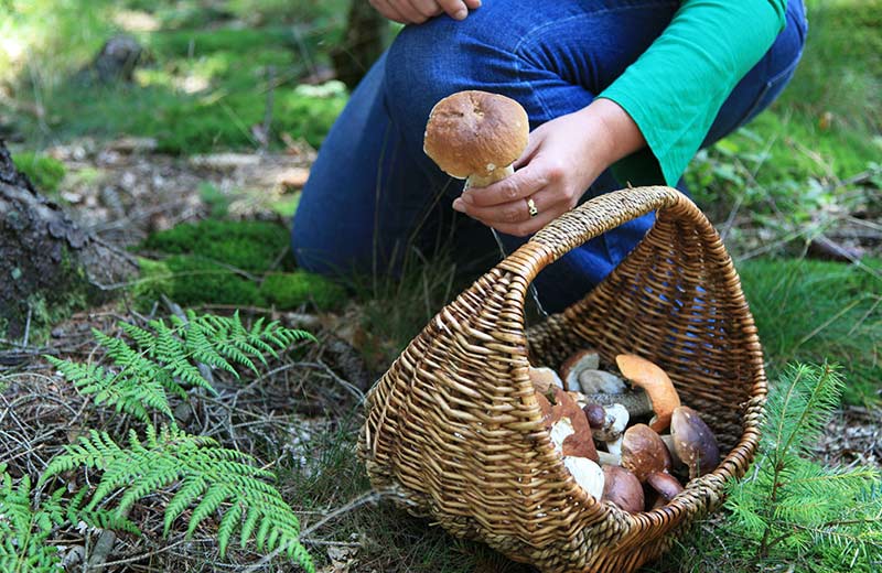 Raccolta funghi
